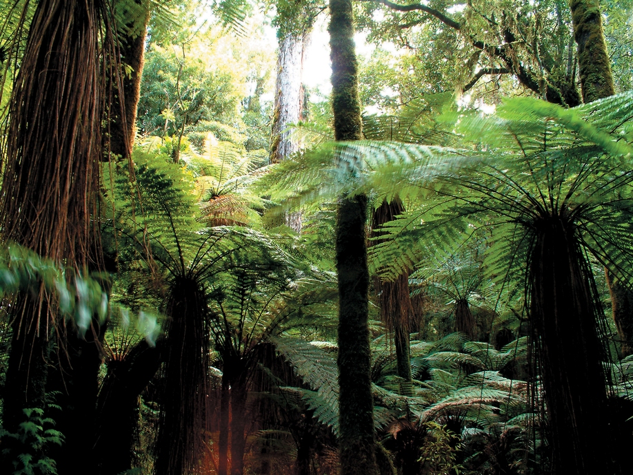 Rainforest, Whirinaki, Nouvelle-Zélande