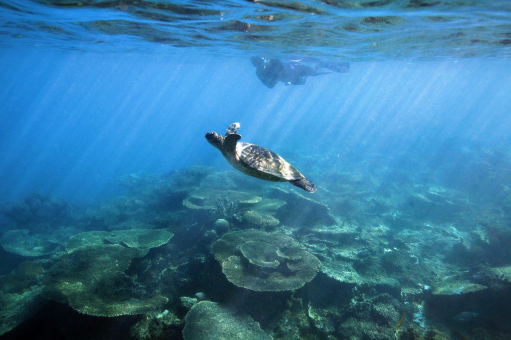 Plongée dans la Grande Barrière de Corail, Australie