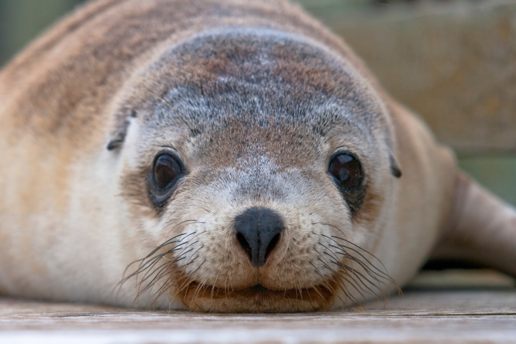 Des rencontres inoubliables... Kangaroo Island, Australie