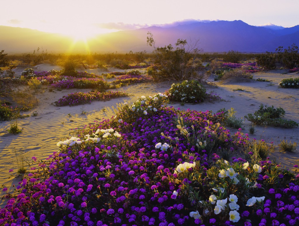 Parc Anza Borrego, Californie, USA