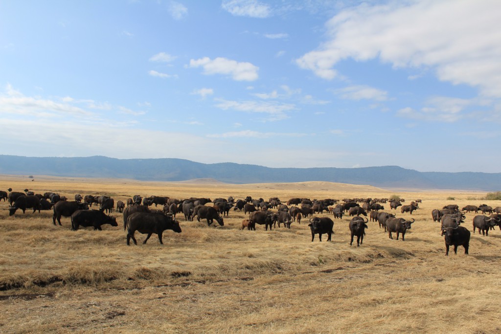 Cratère du Ngorongoro, Tanzanie