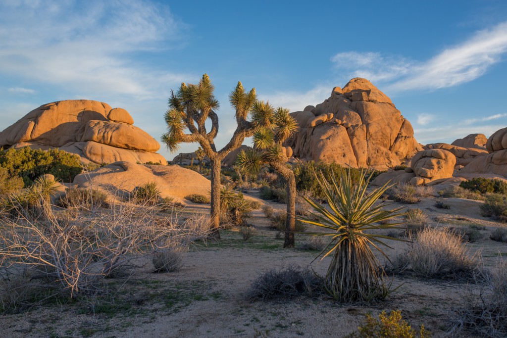 Joshua Tree National Park, Californie, USA