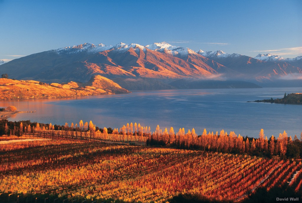 Rippon Vineyard, Lake Wanaka, Nouvelle-Zélande