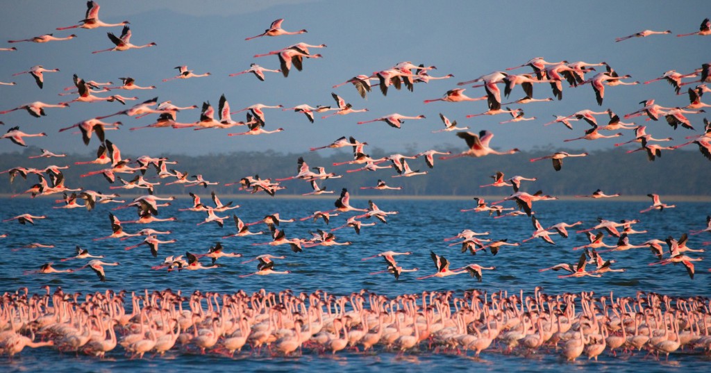 Lac Elmentaita, Kenya