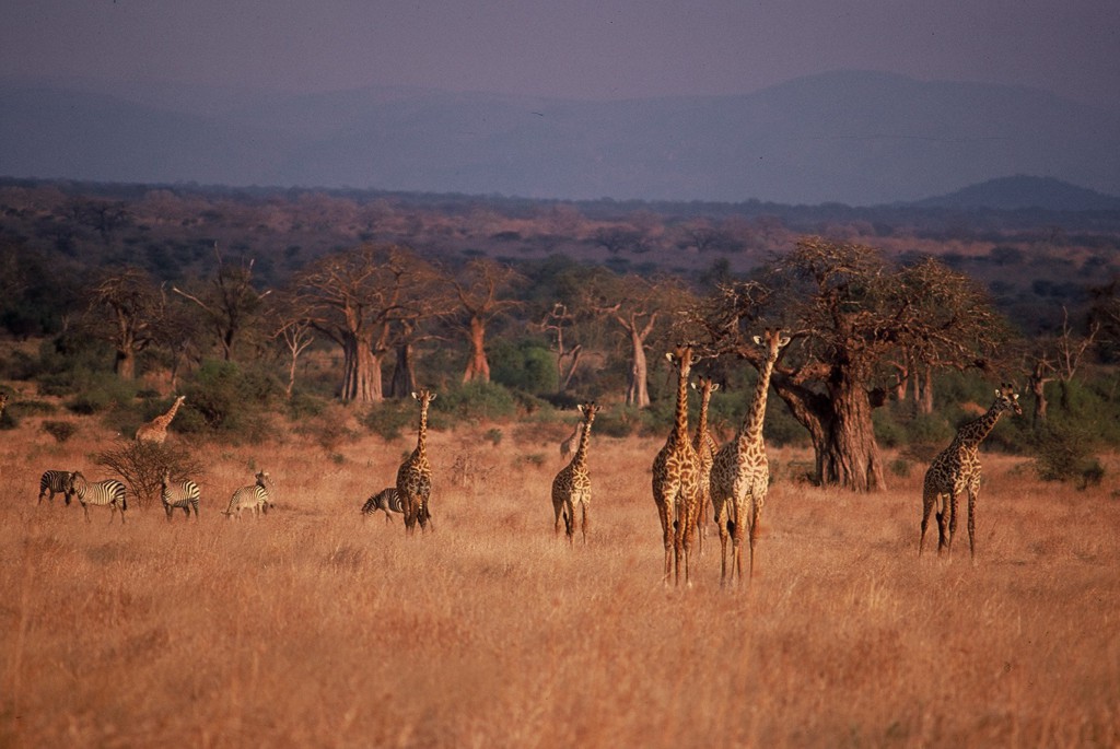 Parc du Tarangire, Tanzanie