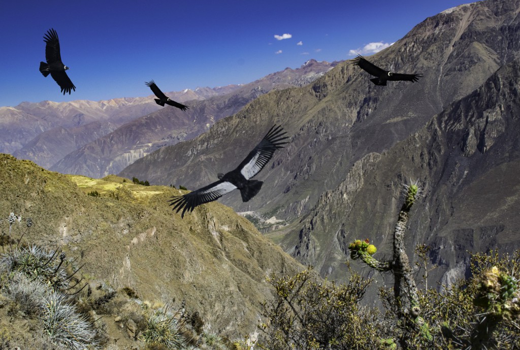 Cruz del condor, Pérou