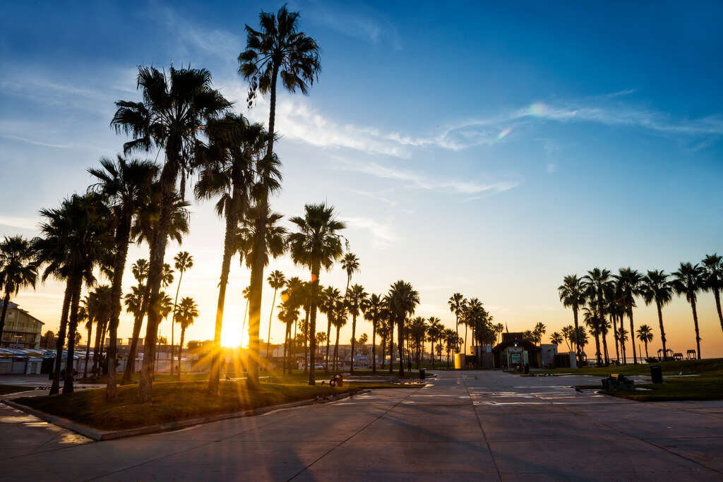 Palmier Los Angeles
