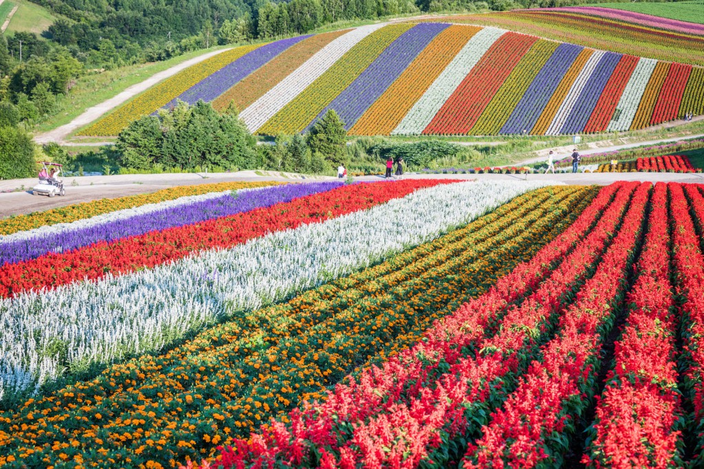 Champs de fleurs Shikisai-no-Oka, Biei, Kokkaido, Japon