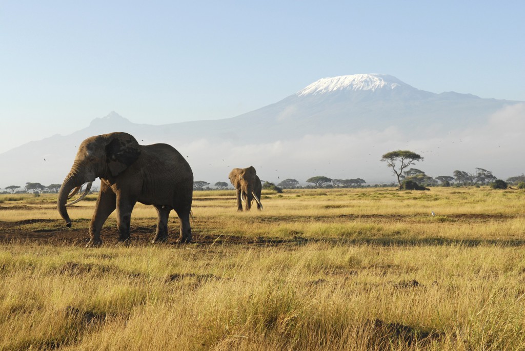 Vue sur le Kilimandjaro, Parc National d'Amboseli, Kenya