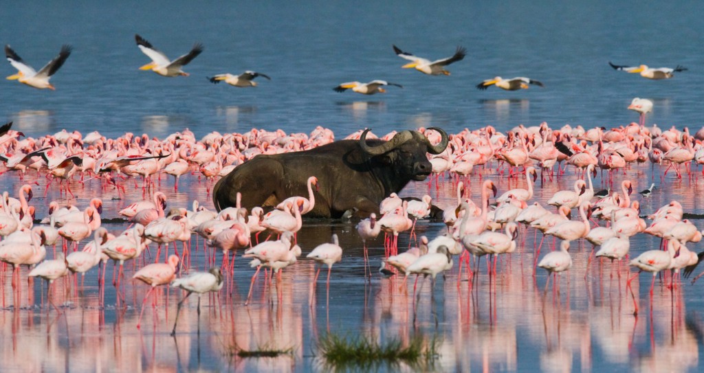 Lac Elmentaita, Kenya