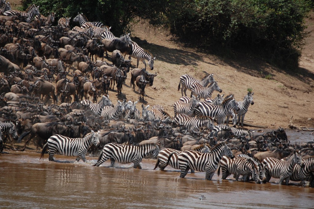 Migration des gnous et des zèbres, Masaï Mara, Kenya