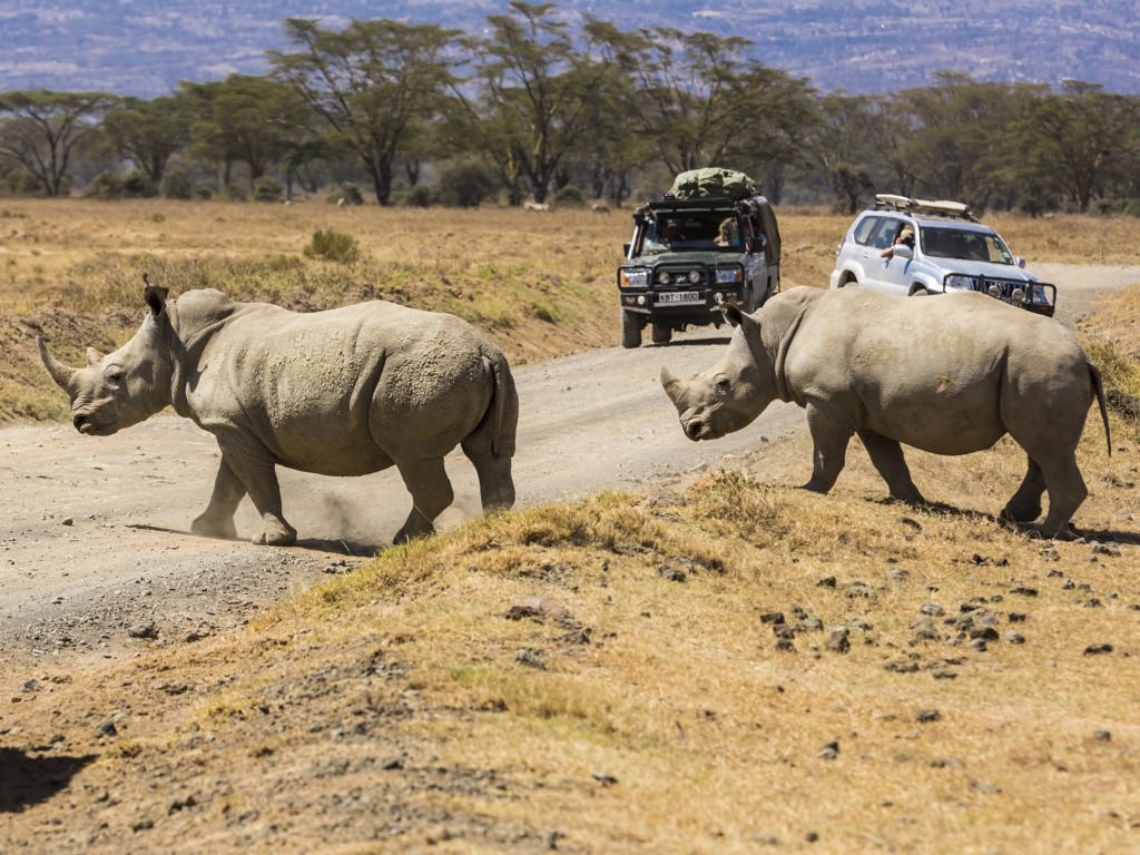 Safari dans le Parc national du lac Nakuru, Kenya