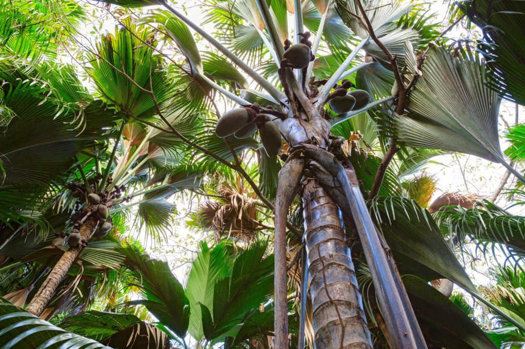 Cocotiers de mer, Praslin, Seychelles