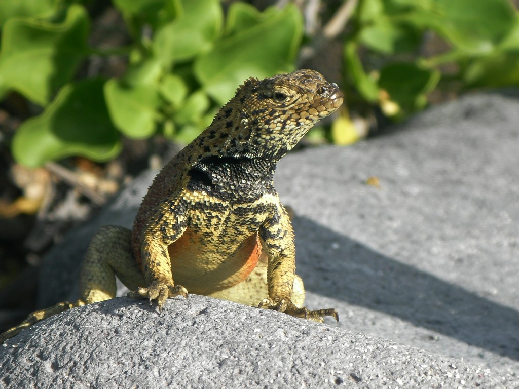 Iguane terrestre