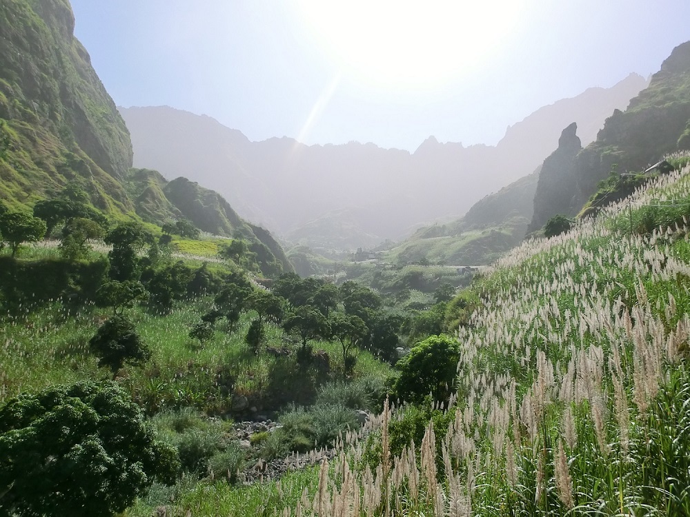 Plantation de canne à sucre, Vallée de Paul, Santo Antão, Cap-Vert