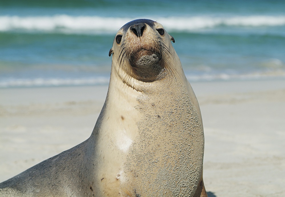 Sea lions, Kangaroo Island, Australie