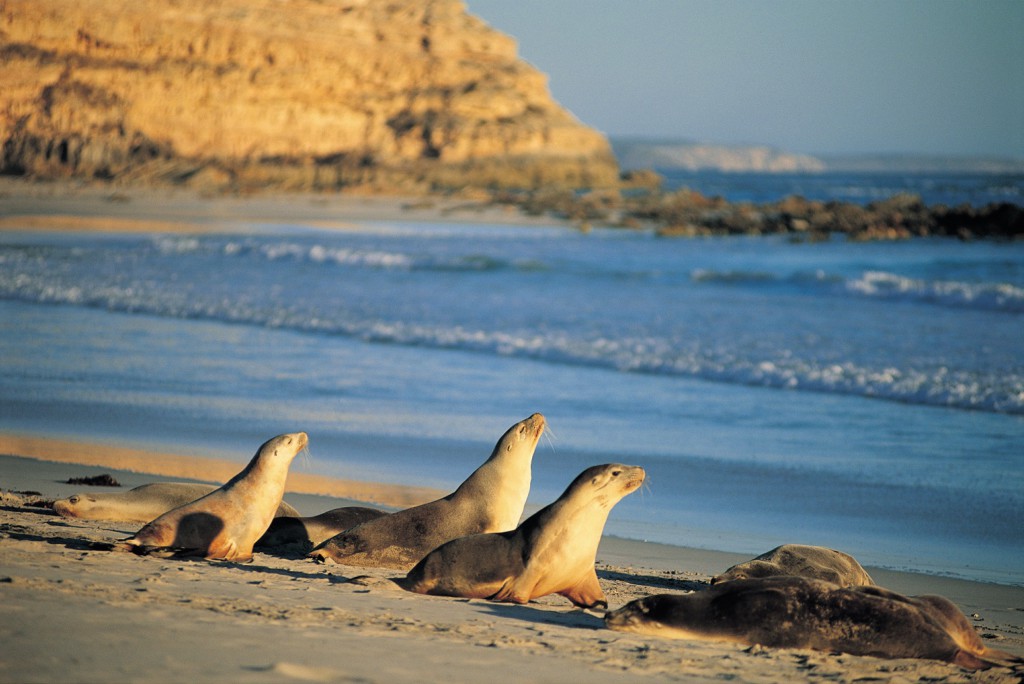 Seal Bay, Kangaroo Island, Austalie