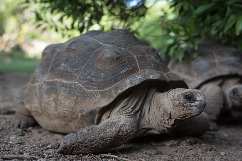 Tortue géante, Rodrigues