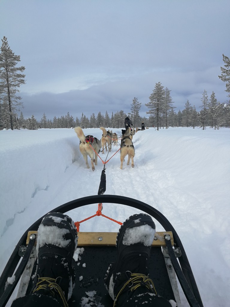 Balade en traîneau de chiens