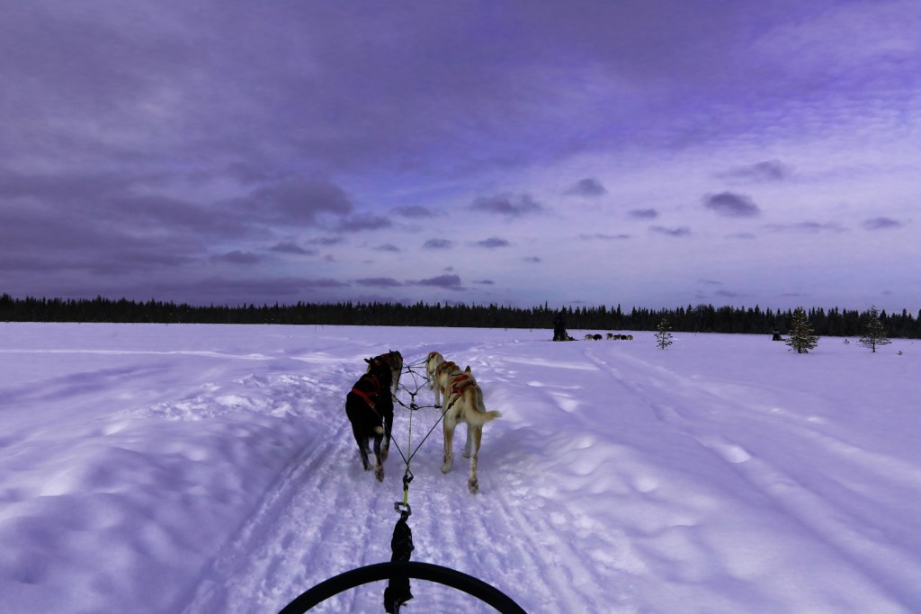 Balade en traîneau à chiens, Laponie Finlandaise