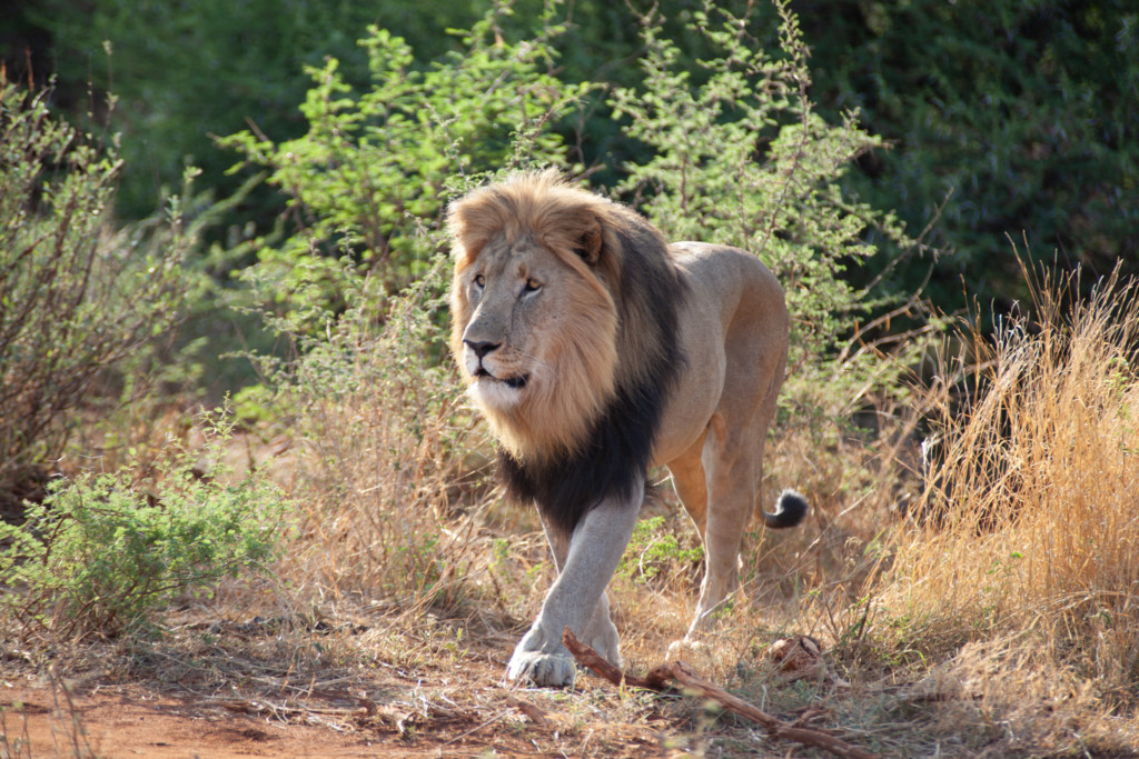 Le lion, roi de la savane