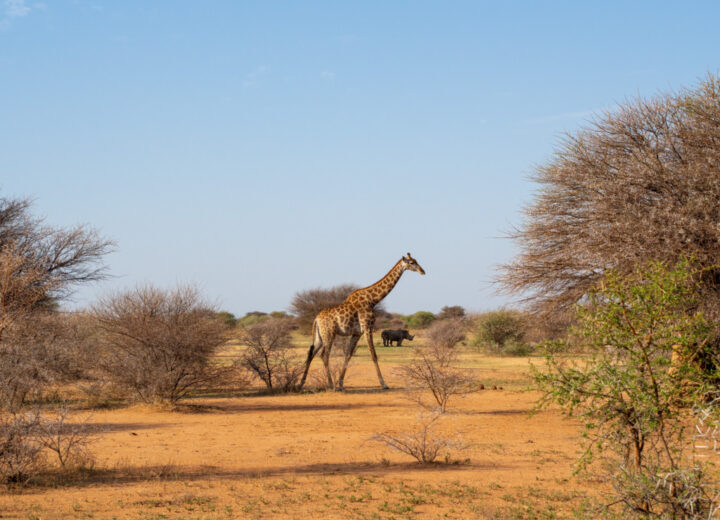 Voyage en Afrique du Sud : safari et escapade à Cape Town