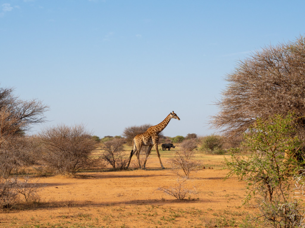 Voyage en Afrique du Sud : safari et escapade à Cape Town