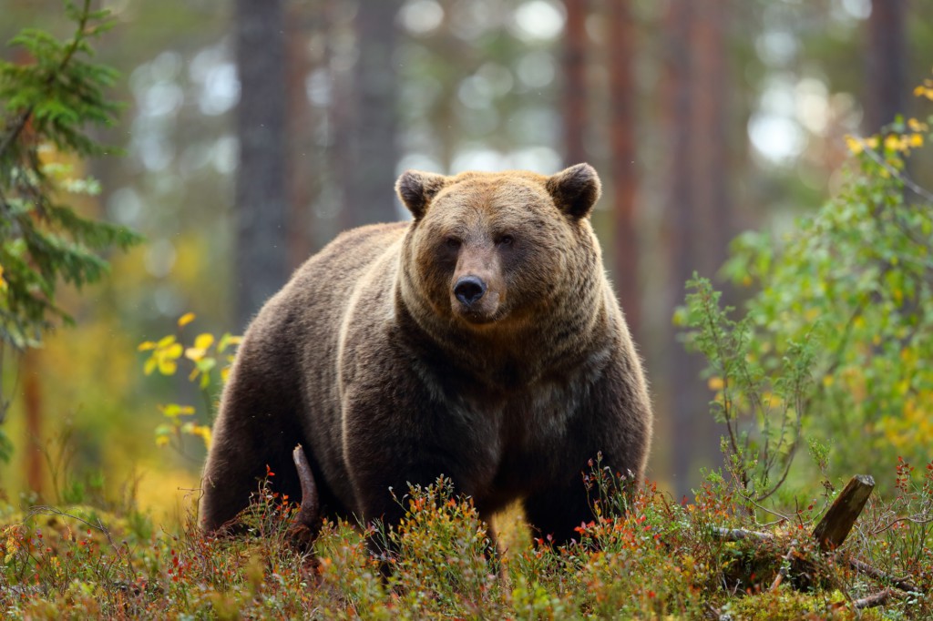 Ours Brun, Gaspésie