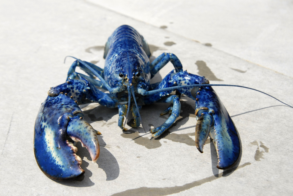 Le fameux homard bleu acadien !