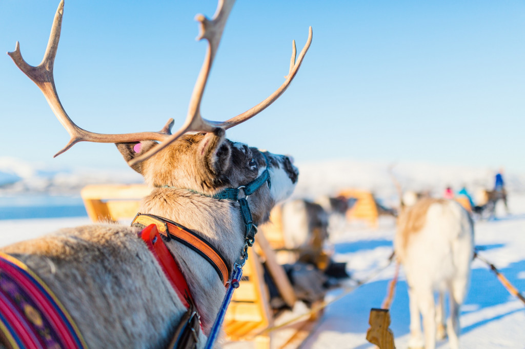 Balade en traîneau à rennes en Laponie
