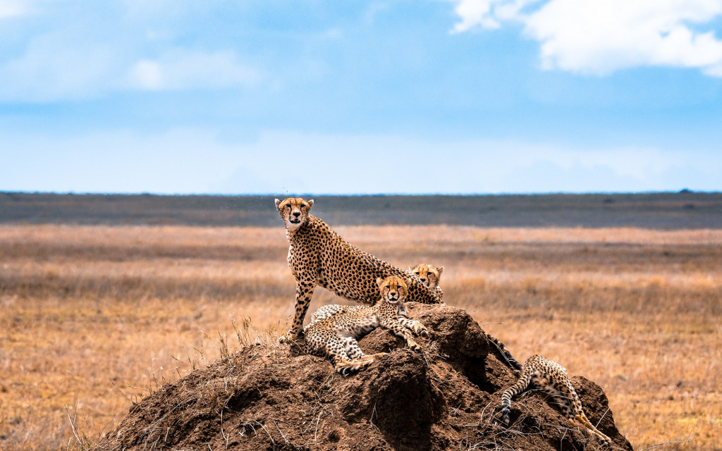 Guépards, Parc National de Serengeti