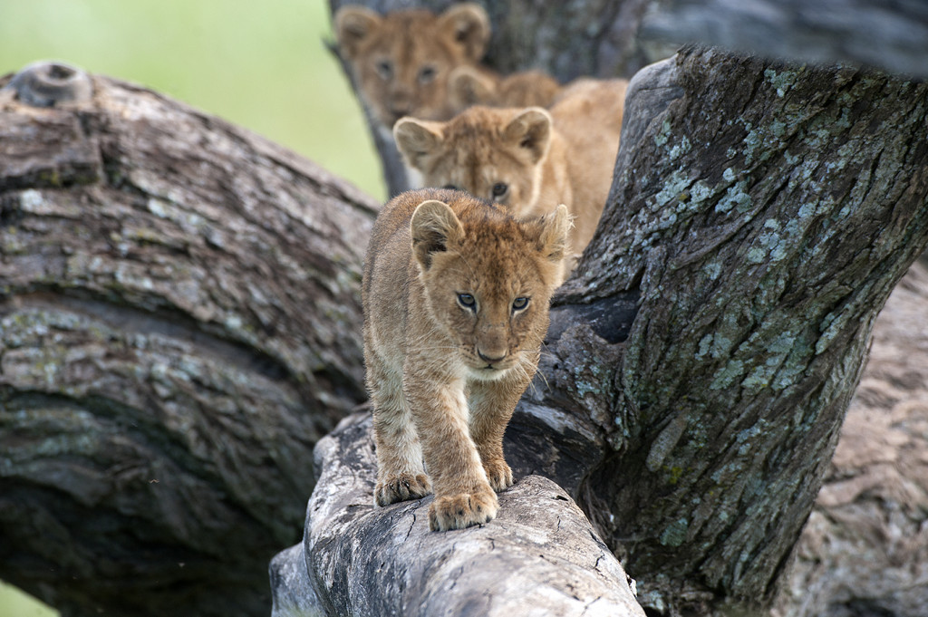 Groupe de lionceaux