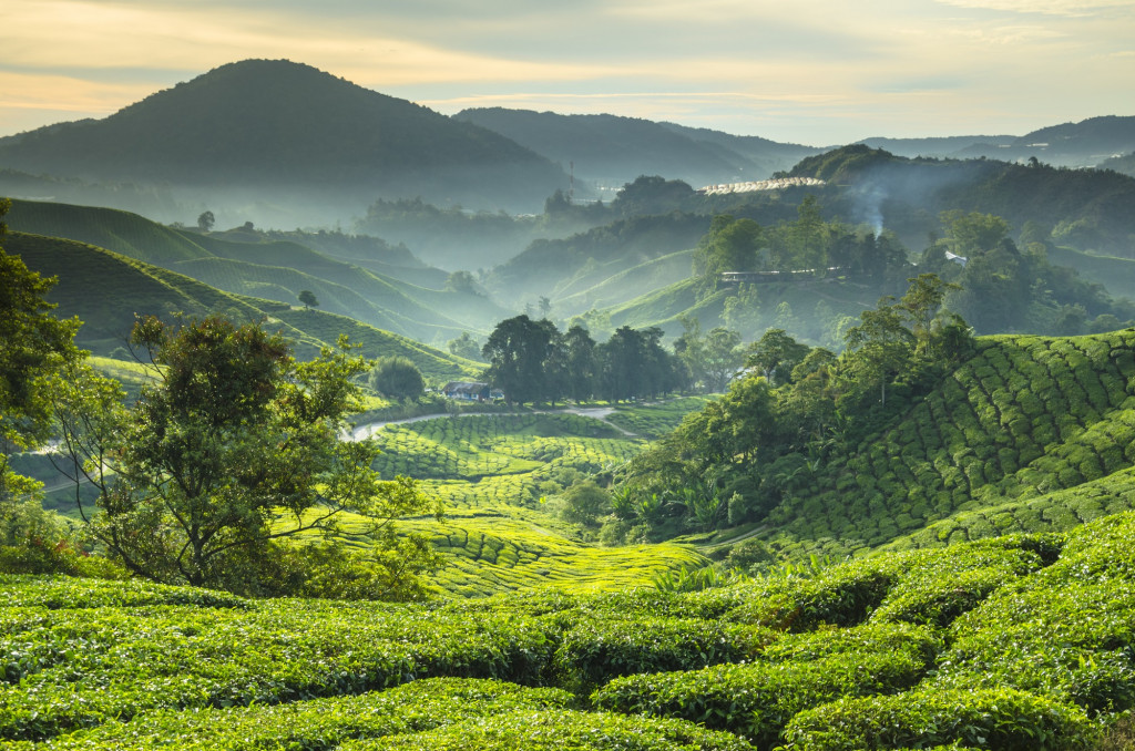 Cameron Highlands