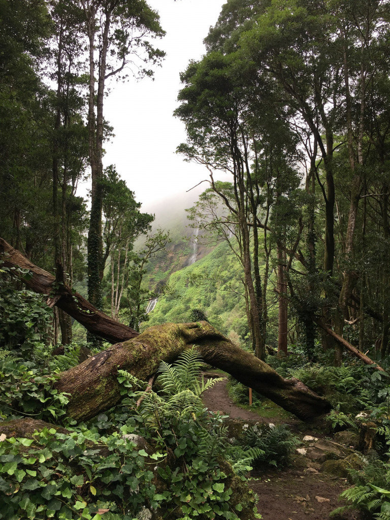 Flores, les Açores