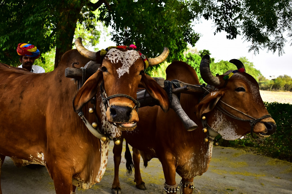 Char à bœufs, Shahpurah Bagh