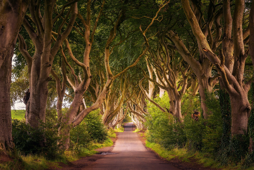 Dark Hedges, l'allée des arbres tortueux