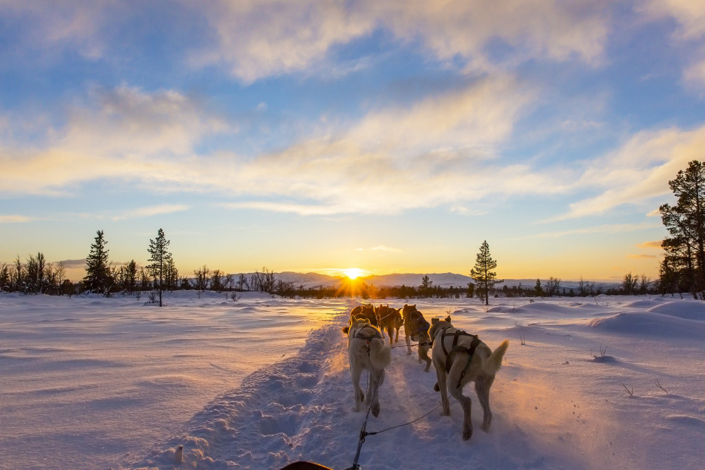 Balade en huskies, Laponie