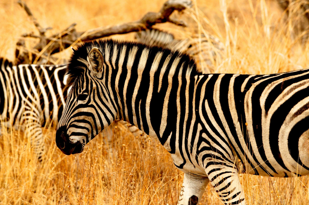 Safari en Afrique du Sud