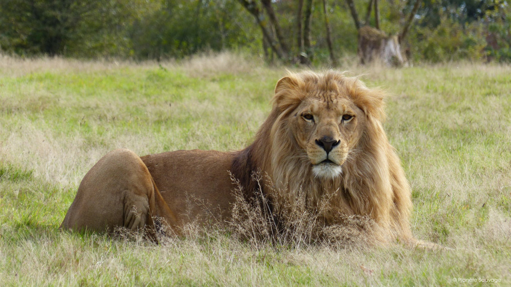 Un safari comme en Afrique ©Planète Sauvage