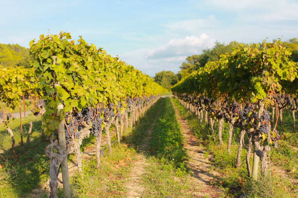 A la conquête des vignobles français ©Chillio.C