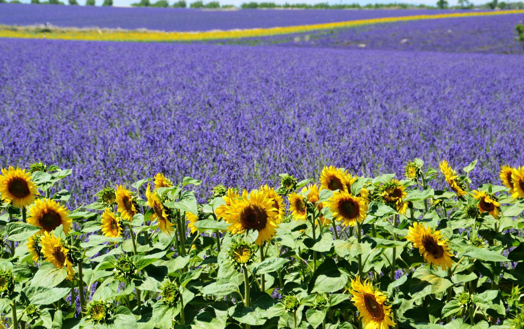 Champs de lavande et tournesols, Valensole @RaLa/Pixabay