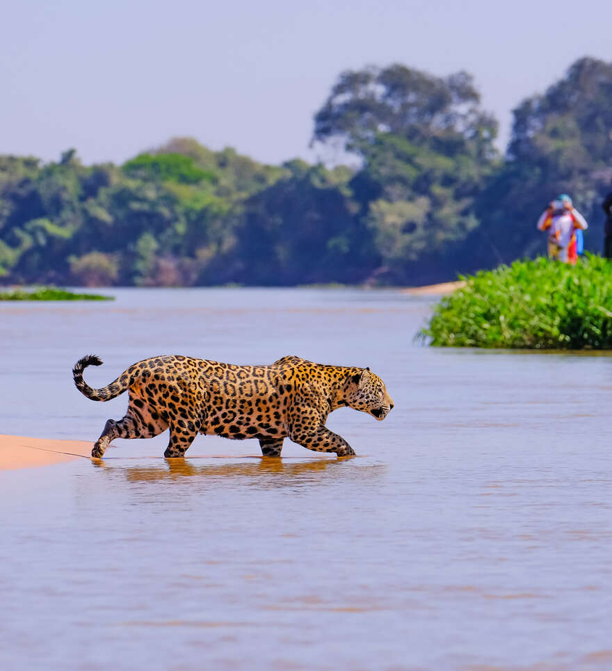 La diversité de la faune Brésilienne du Pantanal