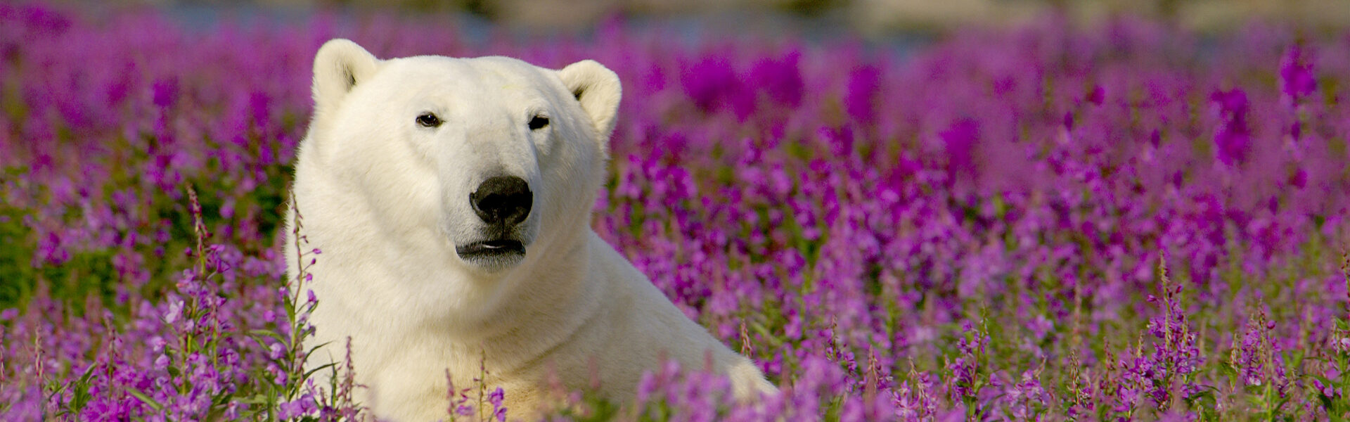 Découverte estivale des bélugas et des ours blanc à Churchill