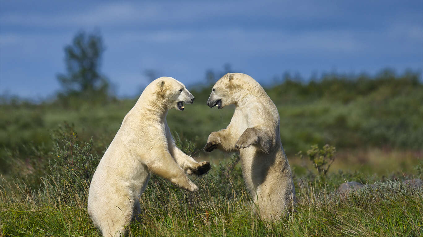 Découverte estivale des bélugas et des ours blanc à Churchill