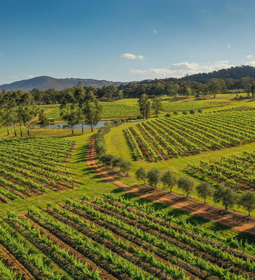 Découvrez la gastronomie et les vignobles du New South Wales 