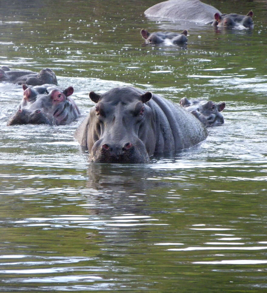 La faune du Blyde River Canyon en Afrique du Sud 