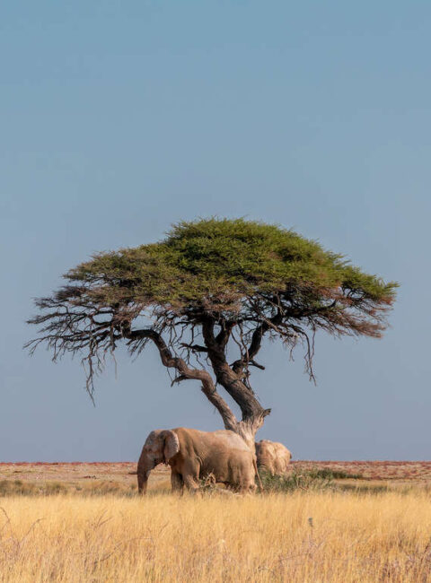 La Namibie avec guide privé
