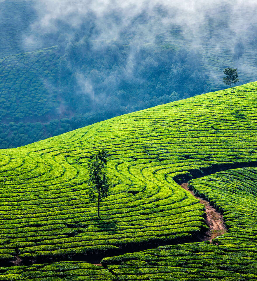 Quels sont les incontournables à découvrir lors d’un voyage au Kerala ? 