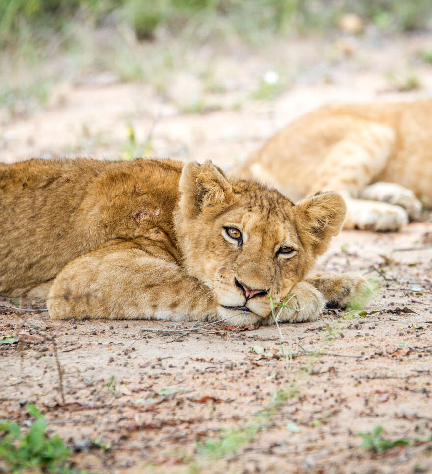 Le safari, hors des sentiers battus