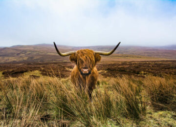 Les incontournables de l’Ecosse